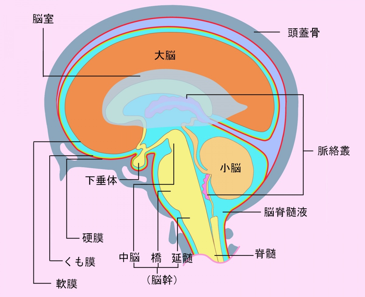 オキシトシン 胸